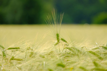 Green spikes in cultivated agricultural field. Early farming stage. Agriculture concept. Space for...