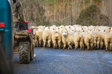 New Zealand Country Road Blocked By Sheep 