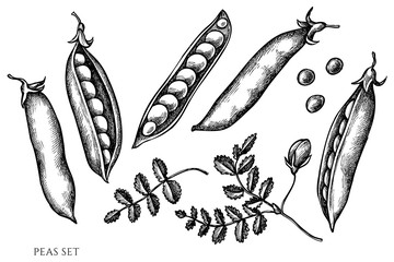 Vector set of hand drawn black and white peas