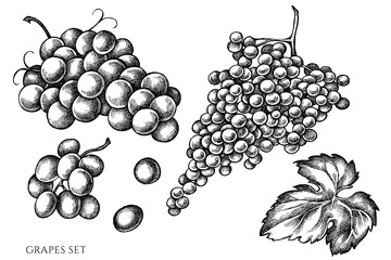 Vector set of hand drawn black and white grapes