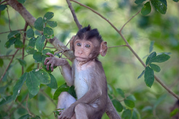 可愛いサル