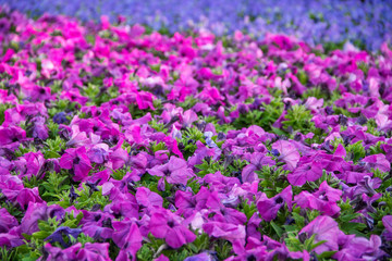 purple colorful flowers in a garden