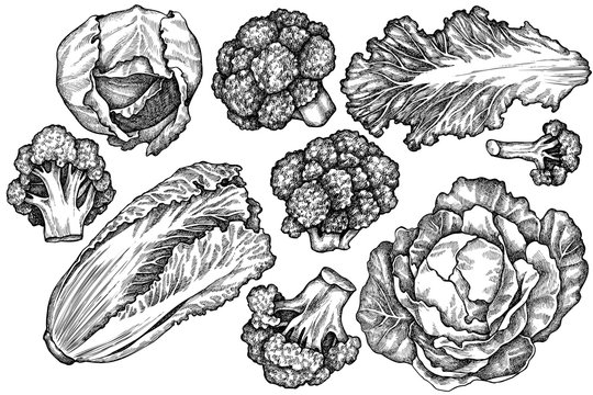 Vector set of hand drawn black and white broccoli, chinese cabbage, cabbage