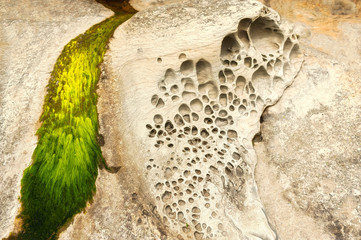 Honeycomb Weathering in Sandstone Rock On A Beach in the San Juan Islands. Also known as Pyroclastic Pixels, honeycomb weathering occurs along the coast just above the high tide mark.