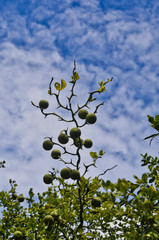 Pruned Branch of Orange Tree with Green Fruit against Sky