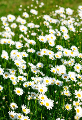Chamomile field flowers. Summer flowers. Beautiful meadow. Summer background with daisy flowers