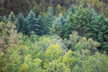 Image of a leafy forest.