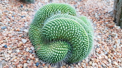 Green cactus plants. Forever green plants. Green color. Needles around.