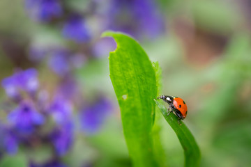 Closeup of red ladybug on top of green leaf with a soft blurred background.
