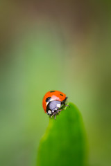 Closeup of red ladybug on top of green leaf with a soft blurred background.