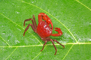 Red land crab (Phricotelphusa limula)(Male) or waterfalls crab. One of world most beautiful fresh water crabs, It’s native only in Phuket island, Thailand. Very rare
