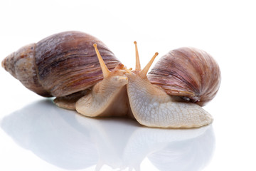 Two Akhatina snails kiss on the table. Isolated on white background. Close up