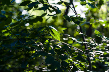 Freen leaves of tree