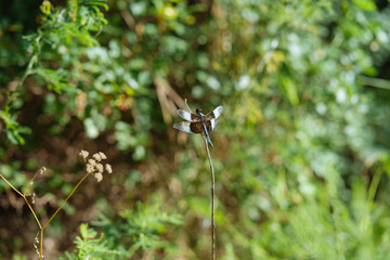 A dragonfly sits on a dry branch of grass on a sunny July morning in a Texas city park.