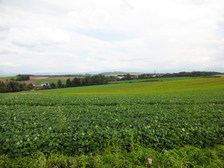 Fototapeta na wymiar 北海道美瑛町の田園風景,biei,hokkaido,agriculture,farm