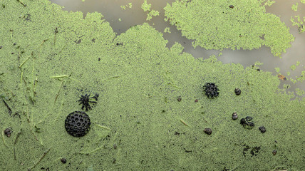 Plant in lake water in spring