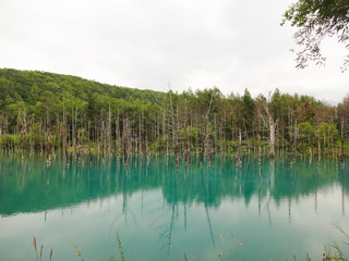 美瑛白金青い池　北海道,biei,hokkaido,blue pond