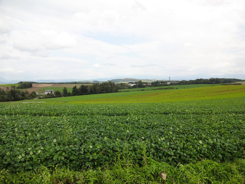 北海道美瑛町の田園風景,biei,hokkaido,agriculture,farm