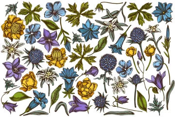Foto op Canvas Vector set of hand drawn colored bellflower, edelweiss, globethistle, globeflower, meadow geranium, gentiana © Sad