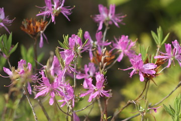 Rhodora
