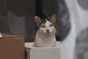 La mirada de un gato