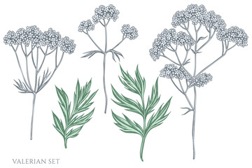 Vector set of hand drawn pastel valerian