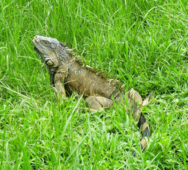 A large male green iguana