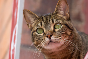 La mirada de un gato