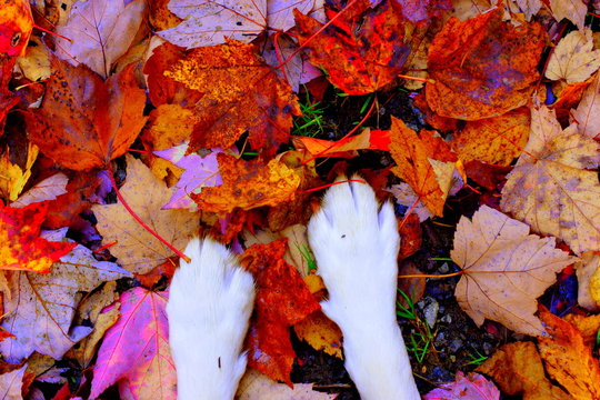 pattes de chien dans feuilles d'automne