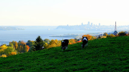 vaches dans un pr&eacute;