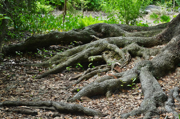 Oak Tree Roots in a Garden Landscape 