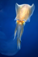 飛ぶように泳ぐイカ