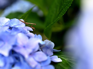 カマキリと紫陽花