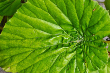 Green Oval Textured Leaf Macro