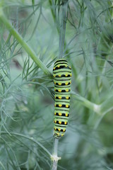 Swallowtail Caterpillar