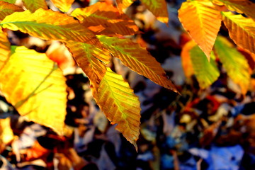 feuilles d'automne