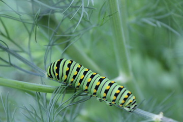 Black Swallowtail caterpillar