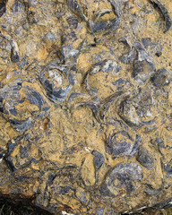 Naklejka premium Fossil marine creatures millions of years old at shoreline of Maria Island Tasmania