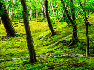 Fototapeta premium 春の京都 祇王寺