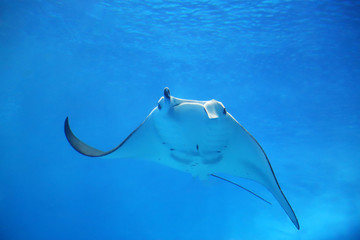 ナンヨウマンタ © yu_photo