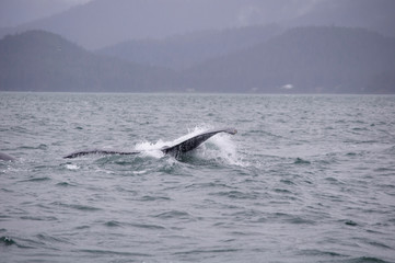 humpback whale in the sea,splashing water