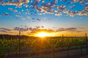 Sunset in grape vineyard with rays of golden light