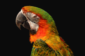 macaw parrot isolated