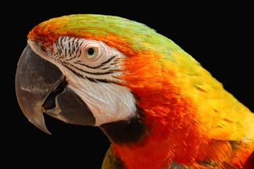 macaw parrot isolated