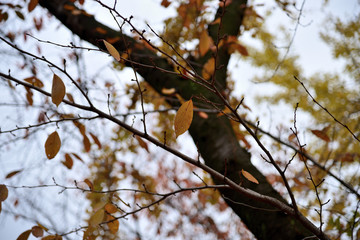 紅葉