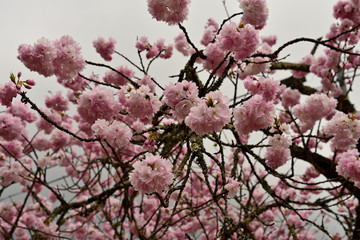 八重桜