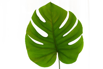 観葉植物　モンステラ　一枚　 Foliage plant　Monstera　one