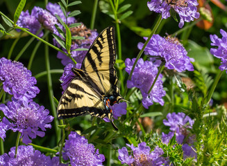 Western Tiger Swallowtail butterfly (Papilio rutulus) on purple Scabiosa