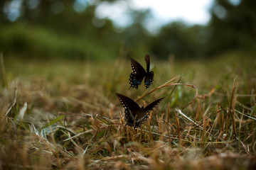 Swallowtail butterflies flying together 