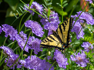 Western Tiger Swallowtail butterfly (Papilio rutulus) on purple Scabiosa